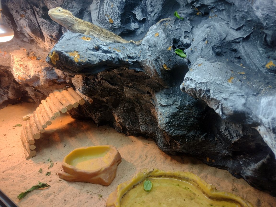 Terrarium dla agamy 100x40x40cm