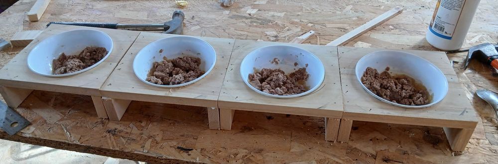 Cães para adopção