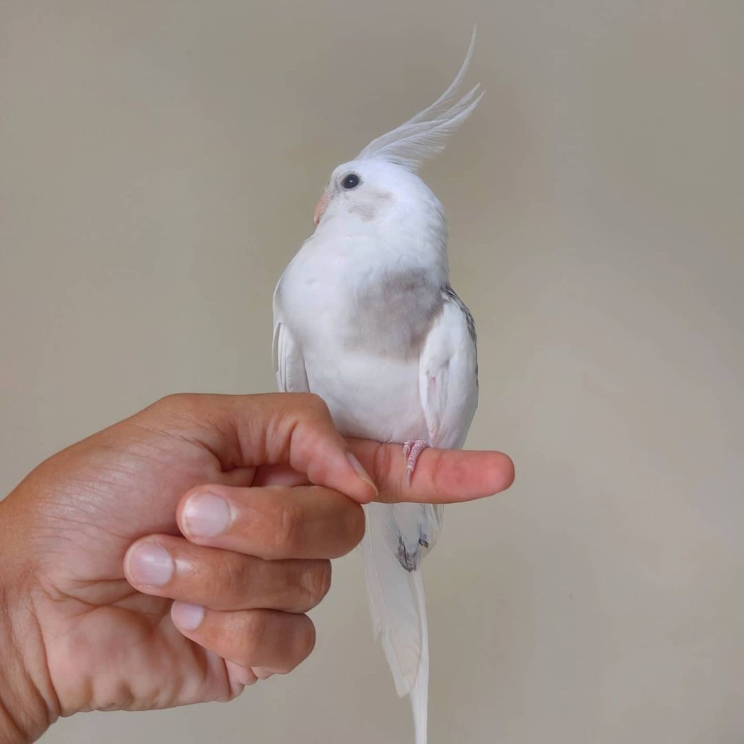 Попугай Корелла редкого белого или серебряного окраса. Молодые самки
