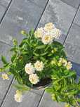 Lantana Bush Biała