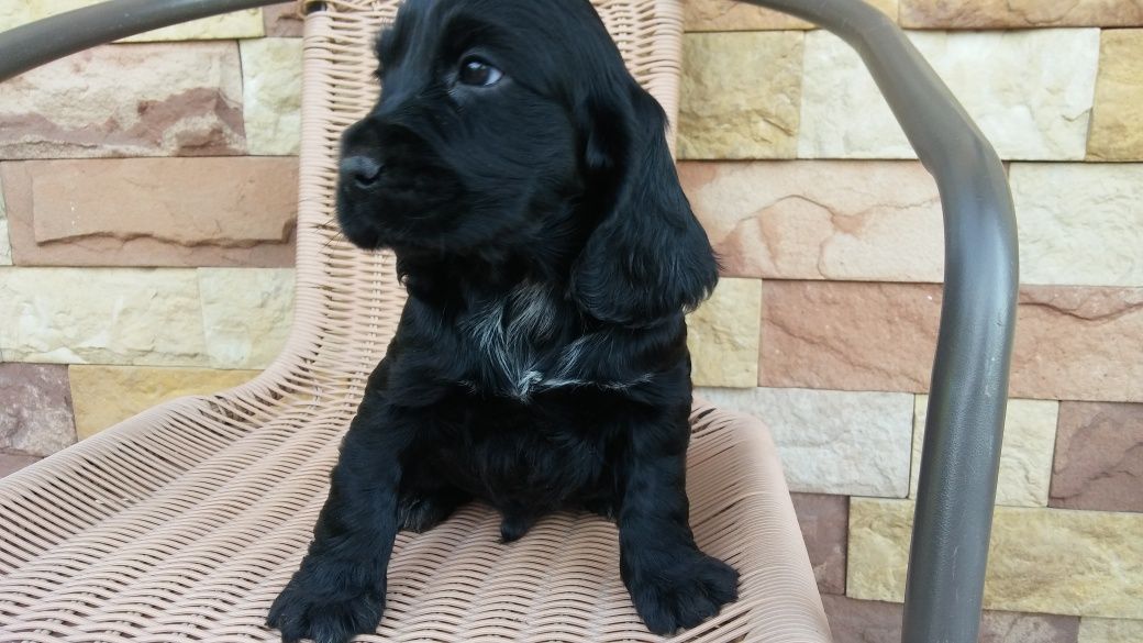 Cocker spaniel angielski Piesek