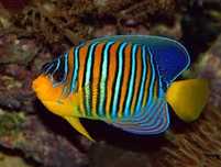 Akwarium morskie - Pygoplites diacanthus