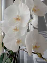 Орхідея Біла королівська великоквіткова