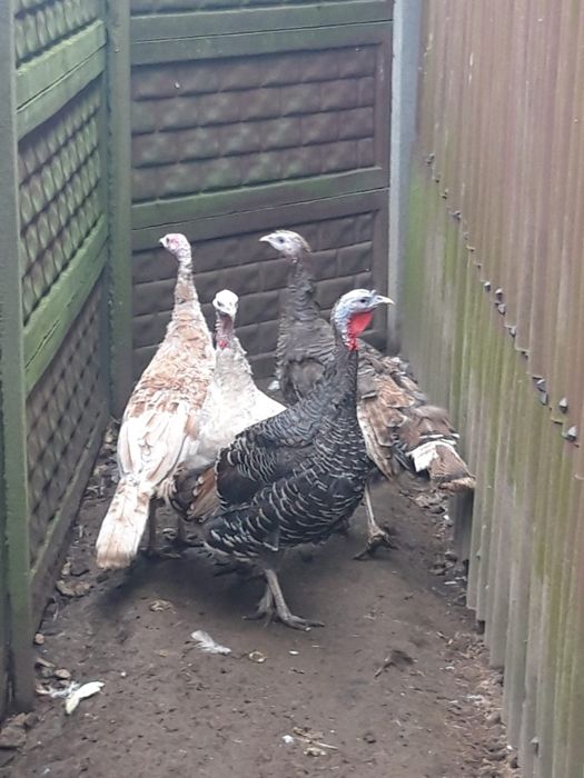 Indyk  indyki   4  szt  INDYCZKI  polecam