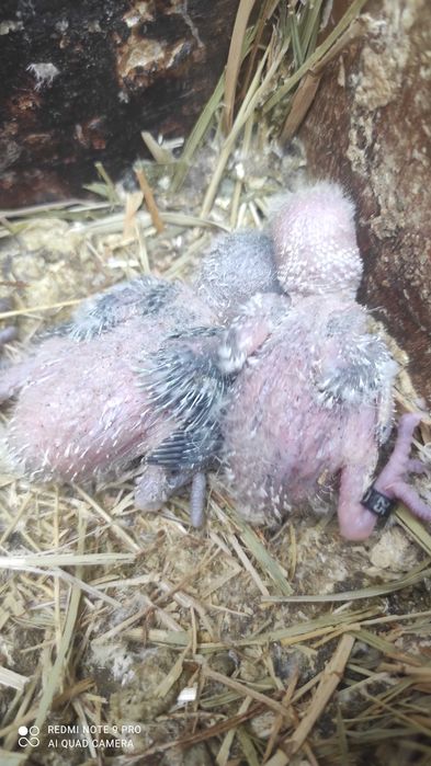 Bebés de rosicoller para criar á mão