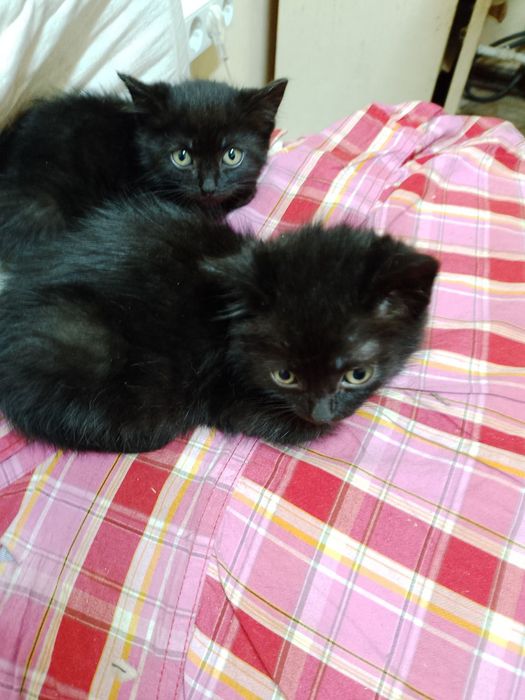 Маленькие чёрные котята котёнок мальчики срочно ищут дом! Отдам в хоро