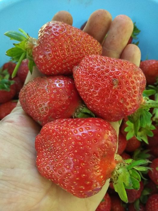 Продам рассаду клубники