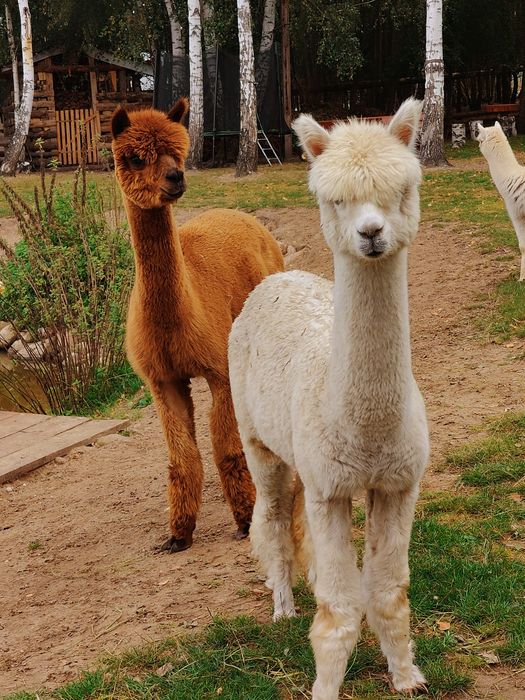 Alpaki,alpaka samczyk