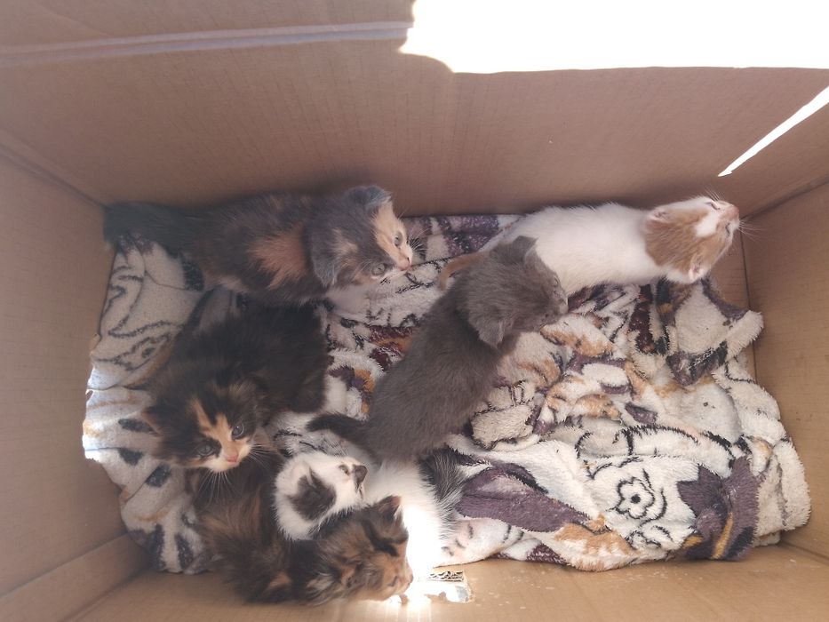 Кошенята породисті і не породисті