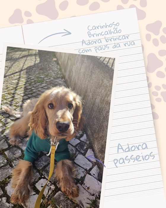 Petsitting Lisboa e dogwalking