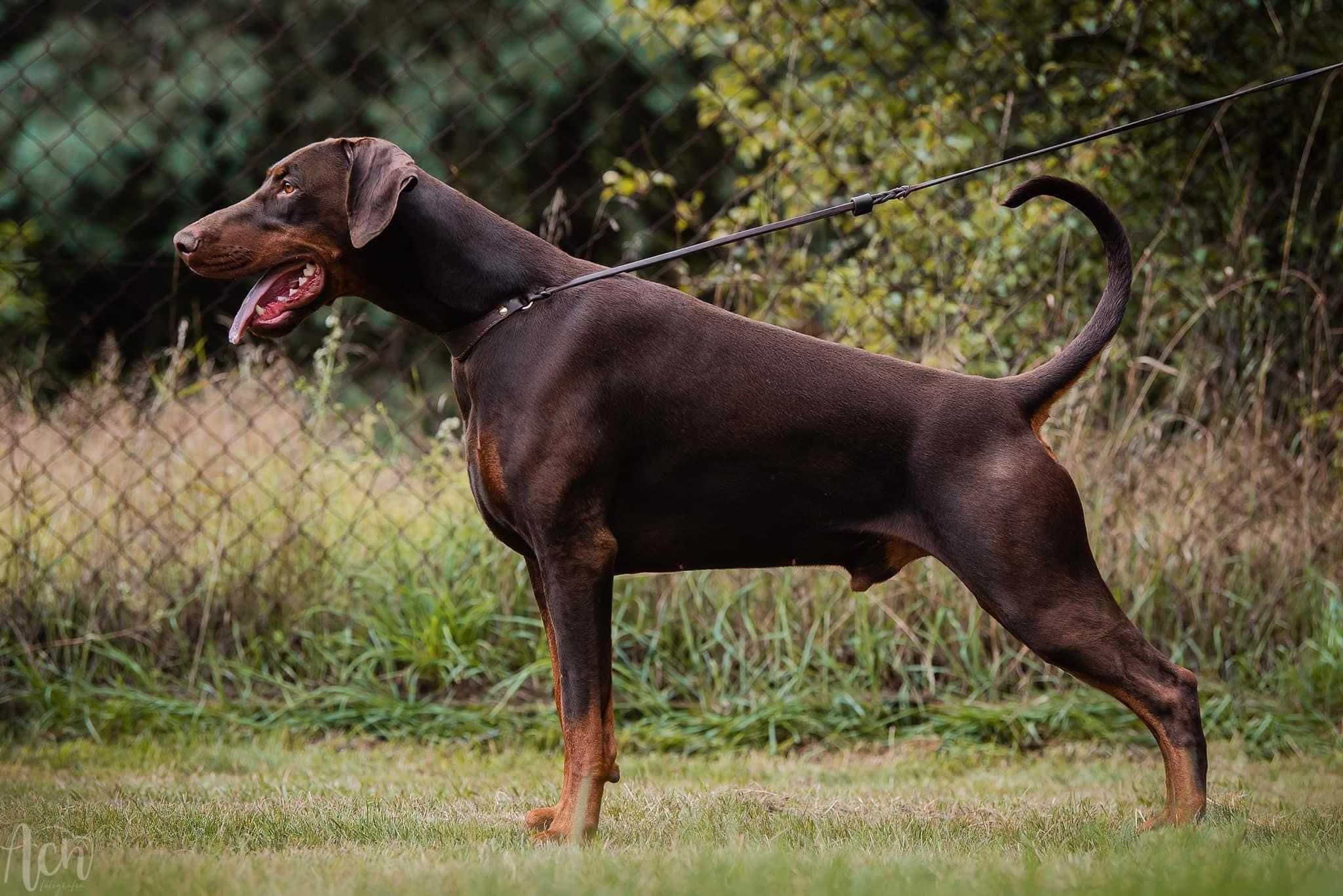 Doberman szczeniak FCI suczka brązowa