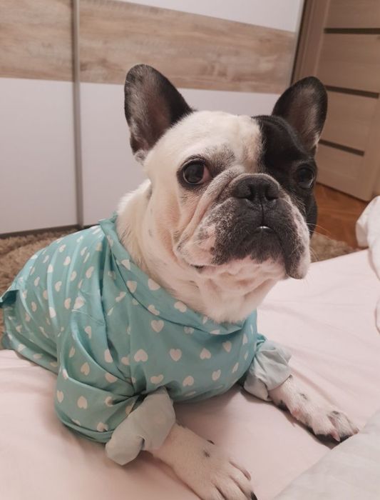 Французский бульдог, вязка