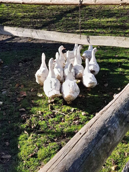 Kaczki francuskie żywe,białe