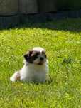 Szczeniak Shih-Tzu