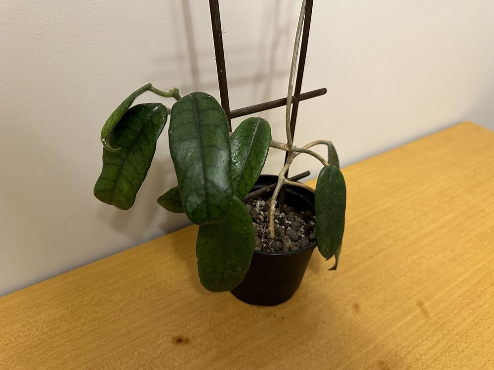 Hoya globulosa duża sadzonka