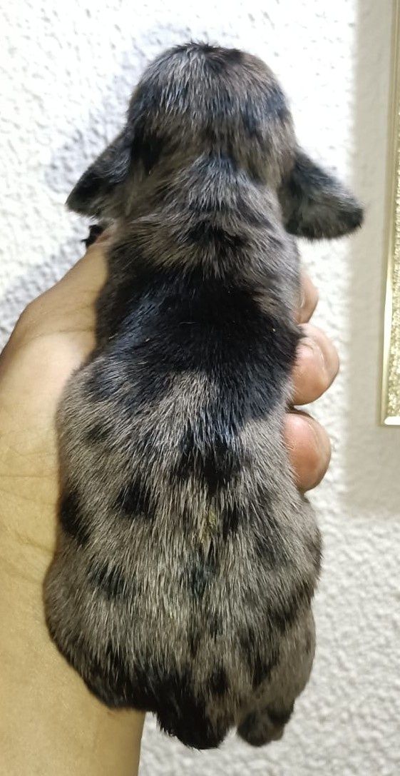 Teckel kanichen machinho arlequim