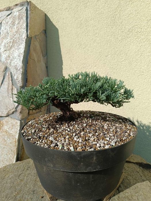 Bonsai z jałowca 5-letni
