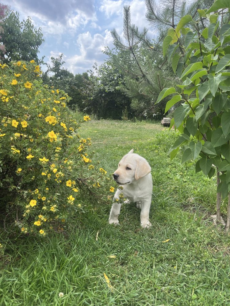 Labrador Retriver