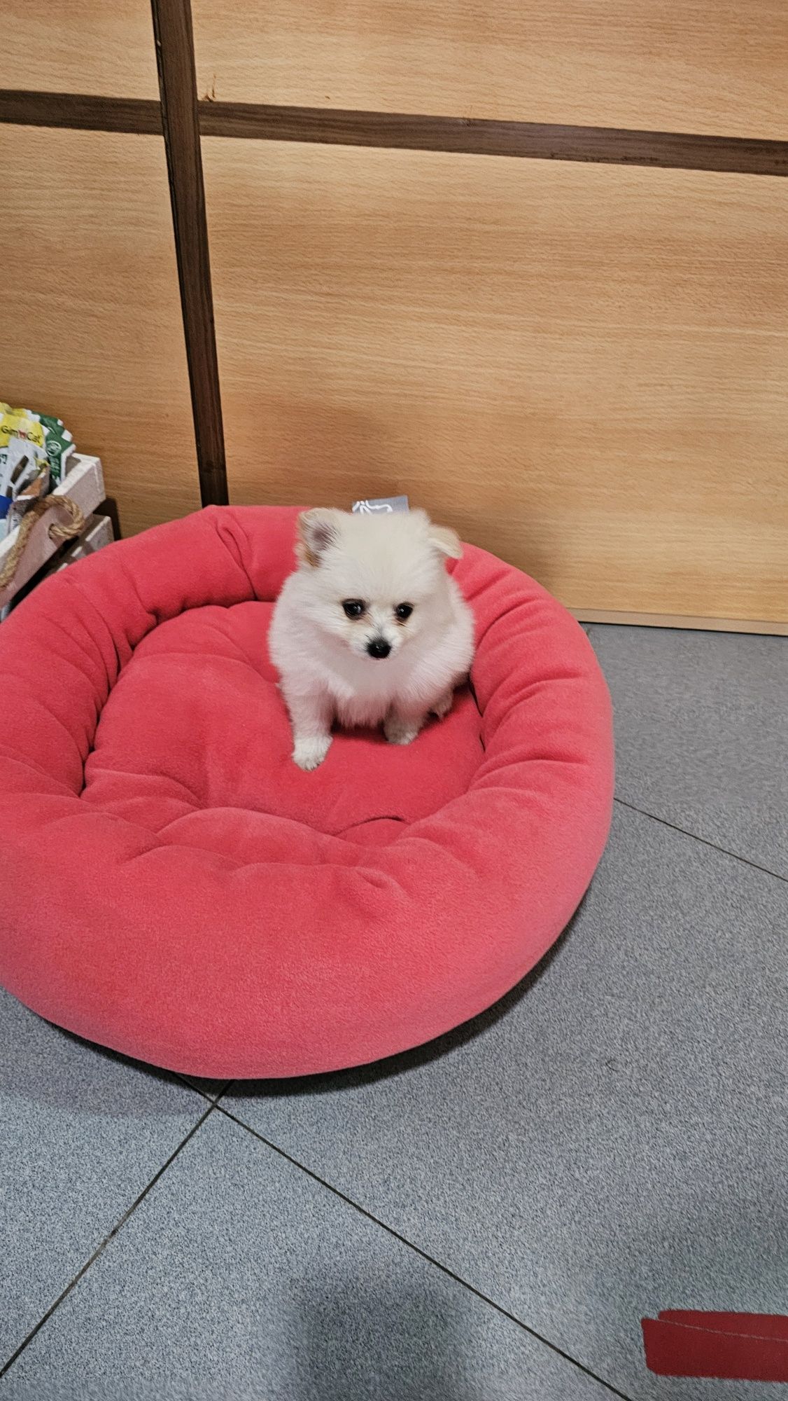 Lulu pomerânia fêmea