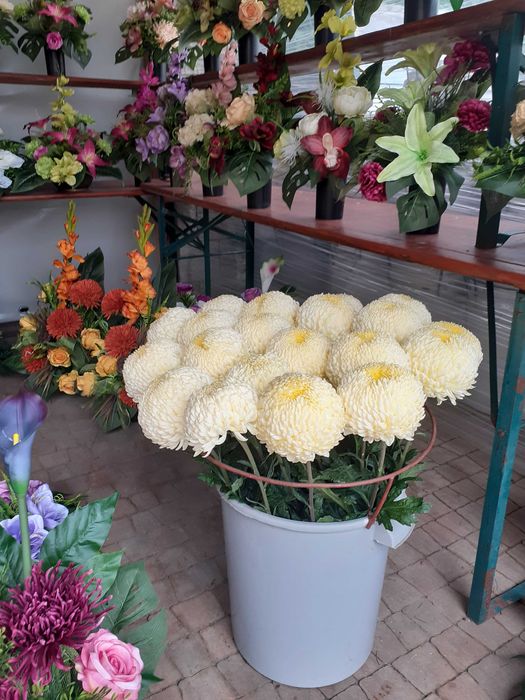 Chryzantemy cięte Creamist