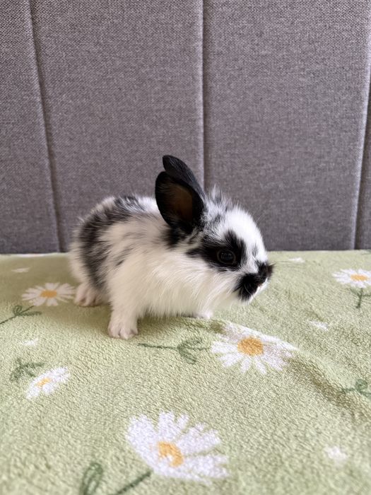 Małe króliczki miniaturki