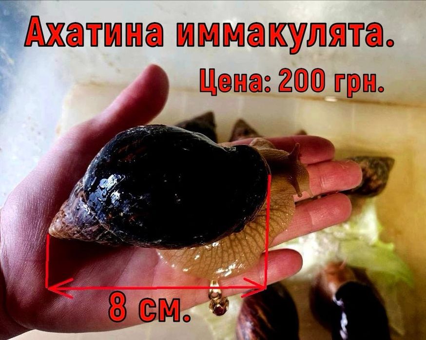 Улитки Ахатины от 50 гривен