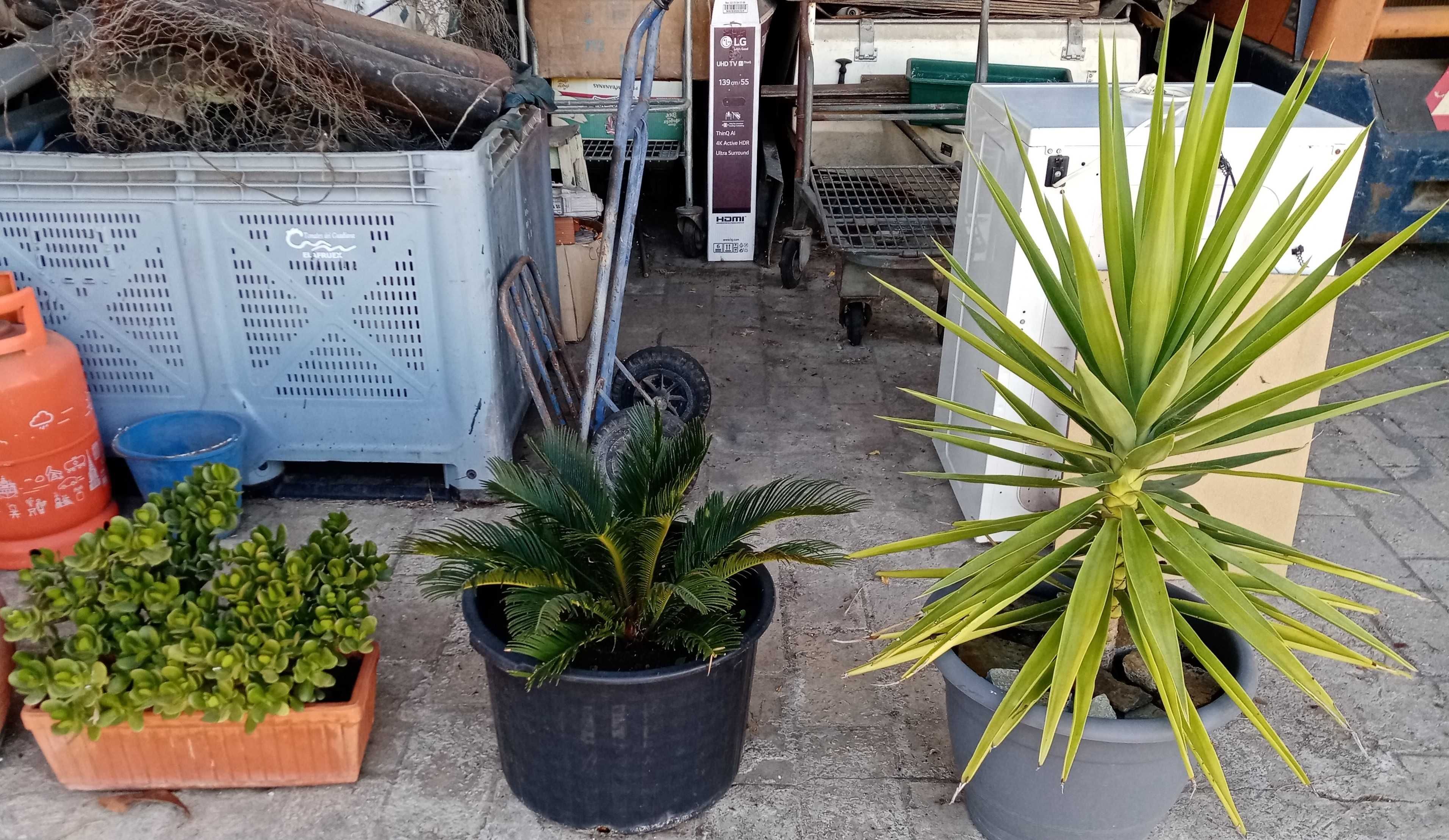 vasos em barro com plantas e flores,levo a casa zona do Seixal, grande