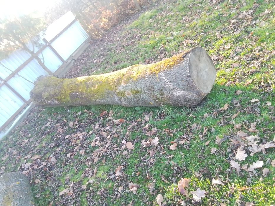 Продам Ясіня  не дешево