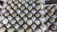 Jaja lęgowe bażantów łownych w mutacjach barwnych bażant łowny