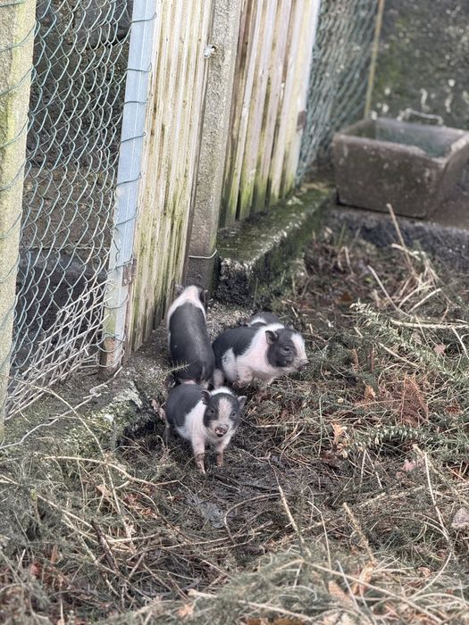 Vendo porcos vietnamitas