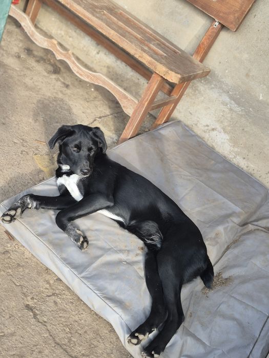 Метиси курцхаара