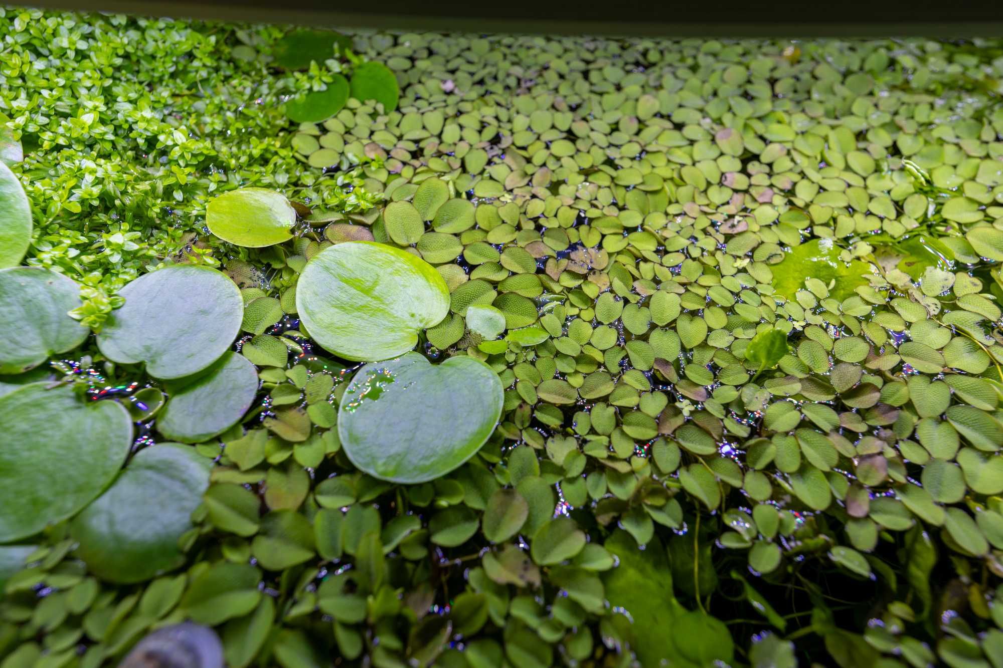 Pack Plantas Aquáticas e Caracóis Aquário