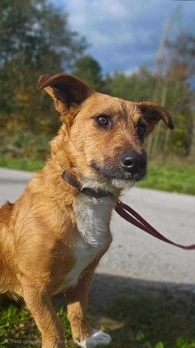 Rudi w typie jamnika.