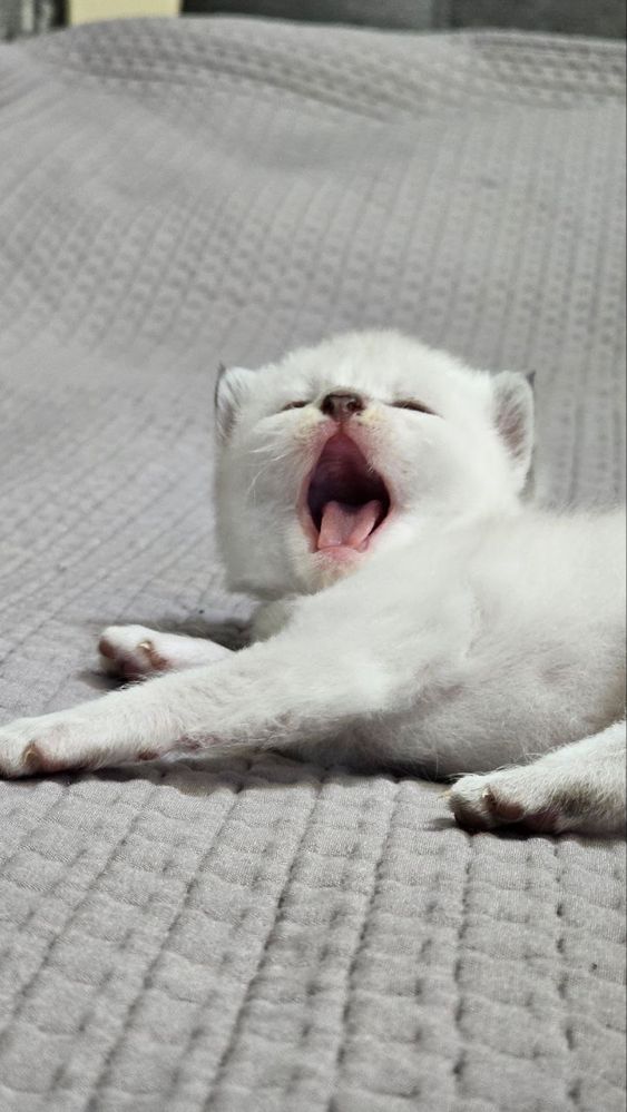 Котята Невська маскарадна