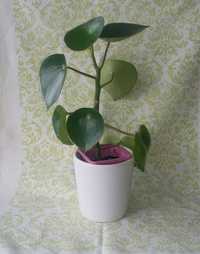 pilea roślina doniczkowa