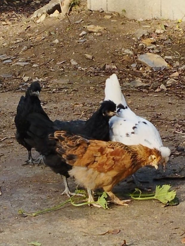 Tenho Coquichos disponível...