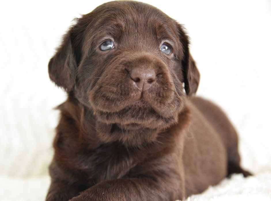 Wspaniały szczeniak Labrador Retriever