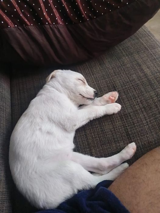 Dou cadelinha muito meiga