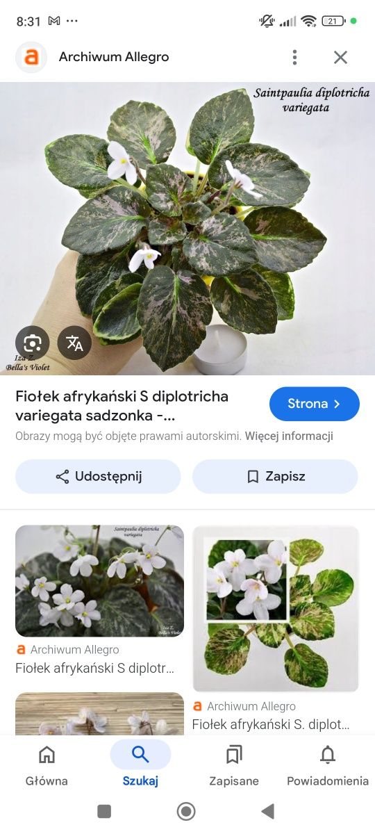 Zestaw trzech fiołków afrykańskich