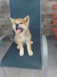 Akita Inu suczka
