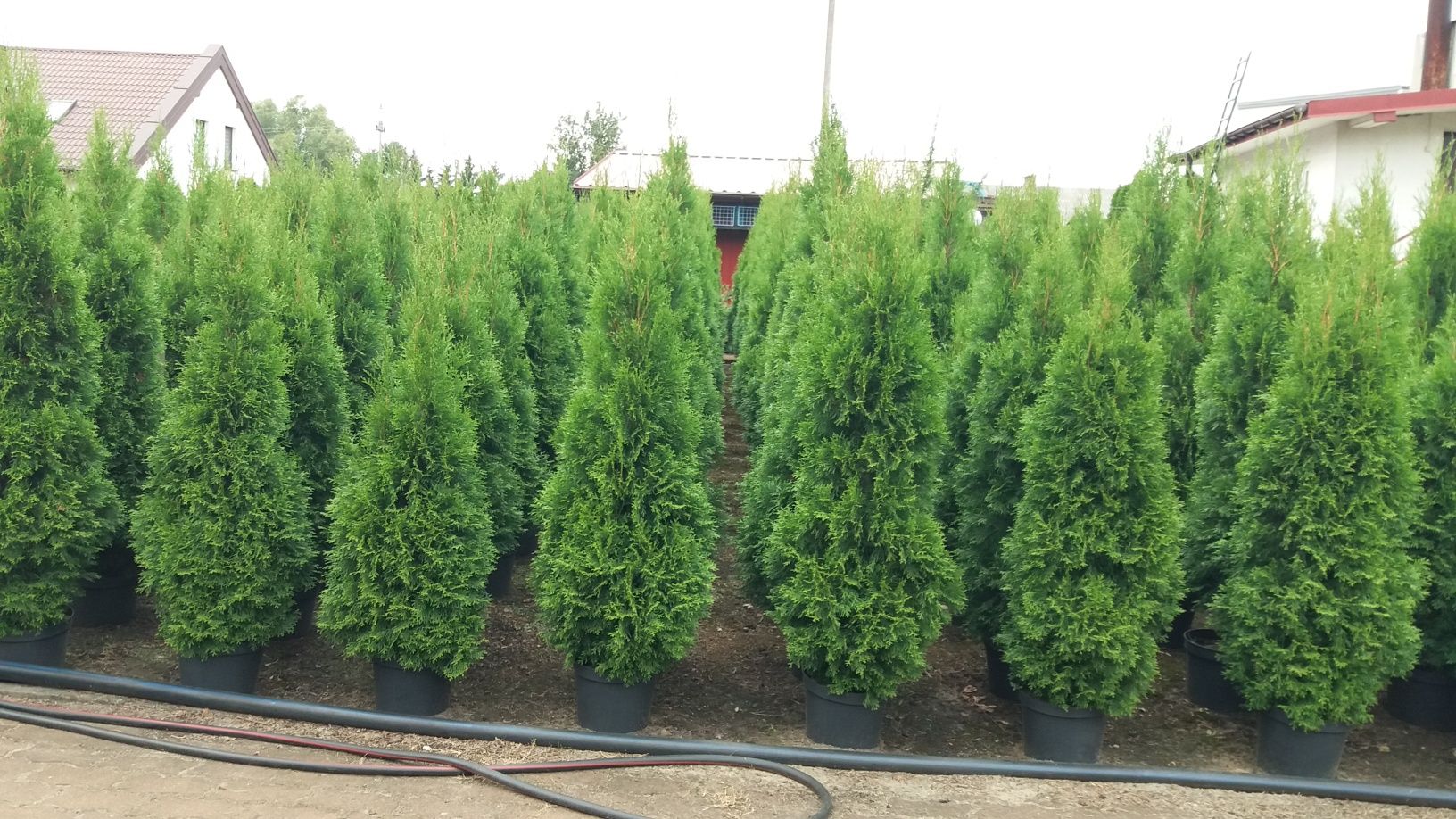 Tuja Szmaragd Thuja Smaragd do 160