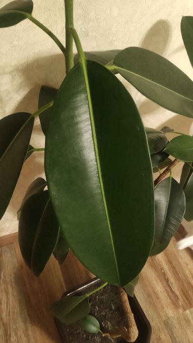 Фікус Робуста/каучуконосний