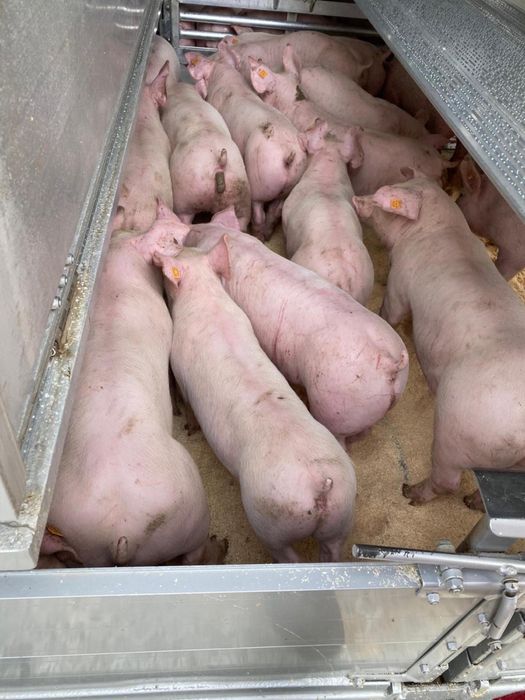 Продажа Поросят трехпородка