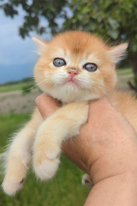 Шиншила яркая золотая ny 12