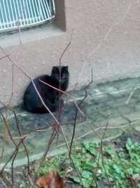 Czarna śliczna koteczka do adopcji