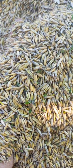 Продам овес 2025 року