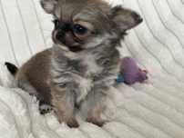 Chihuahua długowłosa malusia sunia.