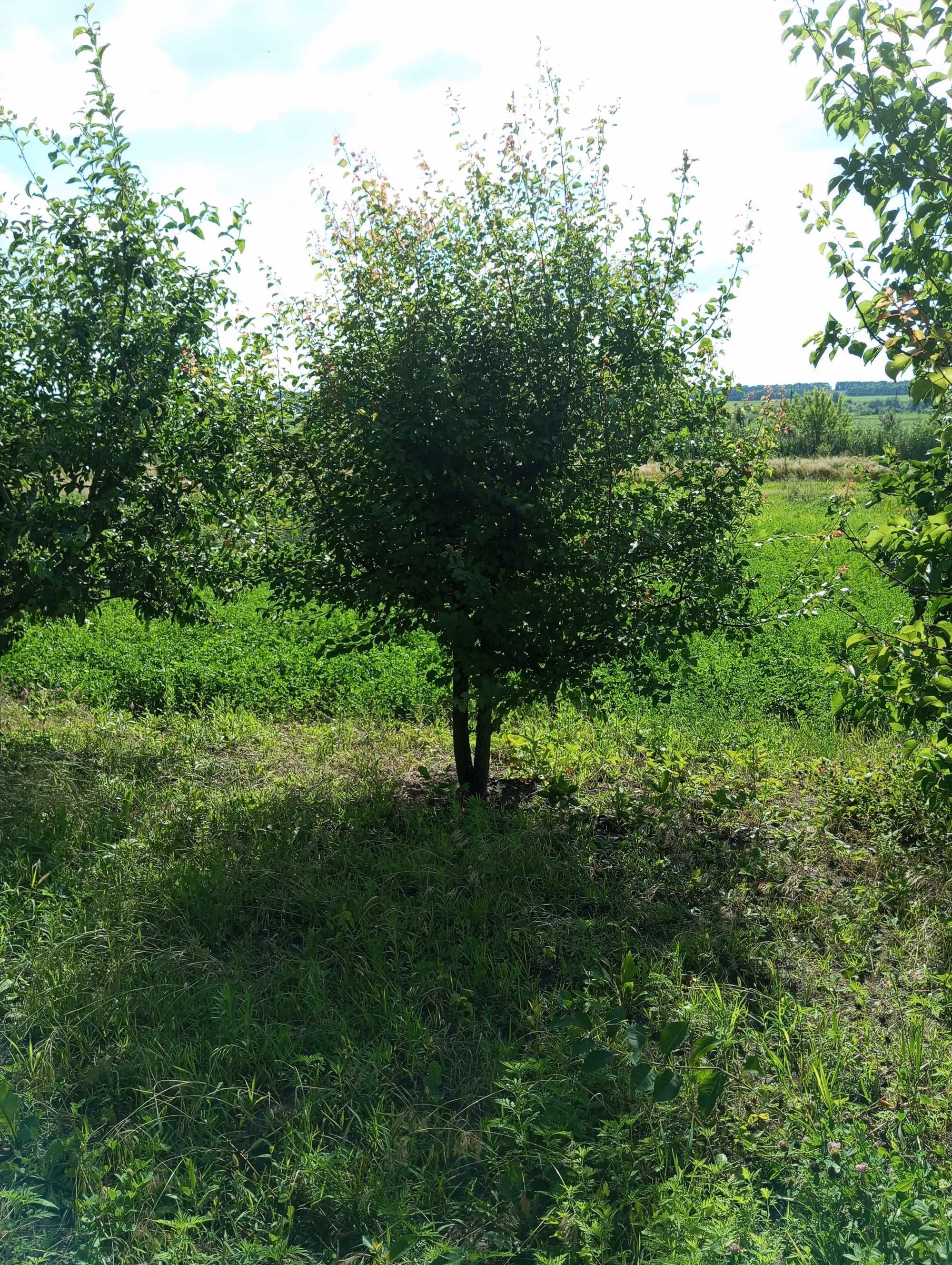 Продаж ділянки  м.Решетилівка