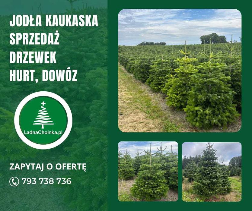 Jodła Kaukaska – choinki świąteczne prosto z plantacji Transport