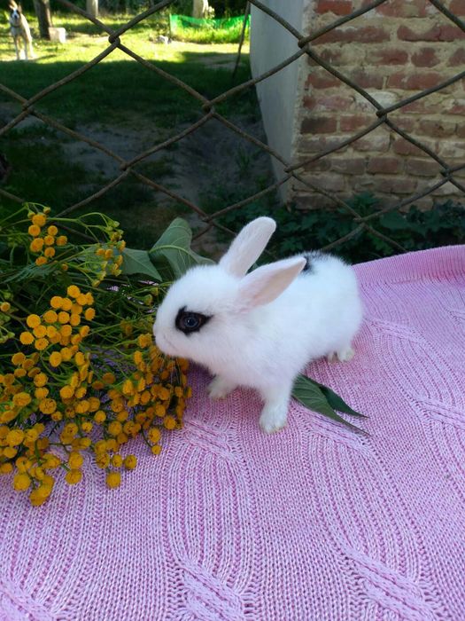 Кролики Декоративні Карликові Висловухі